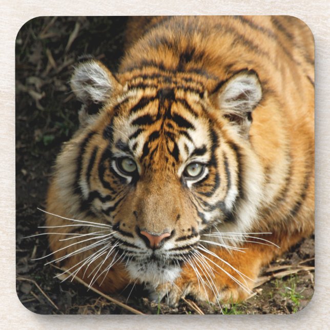 Tiger 037 coaster (Front)