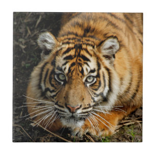 Tiger 037 tile