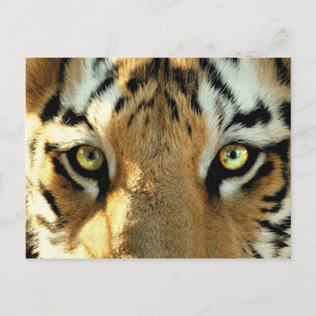 Tiger 1 - Postcard (Front)