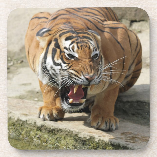 Tiger_2015_0156 Coaster (Front)