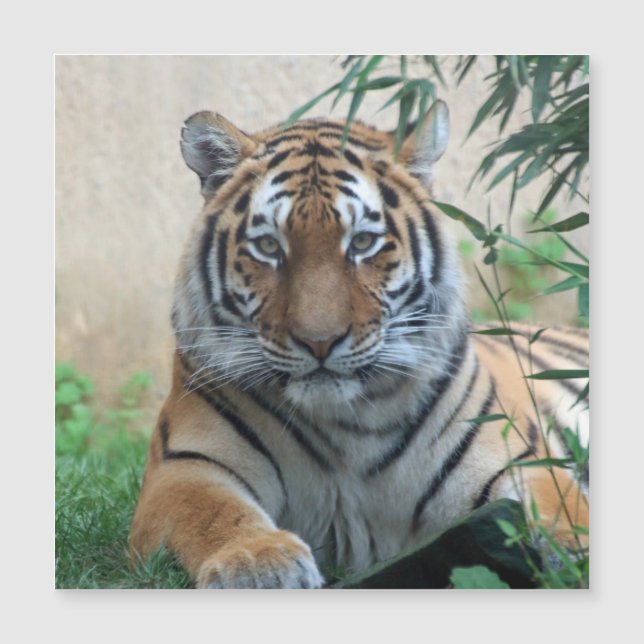 Tiger_20171103_by_JAMFoto (Front)