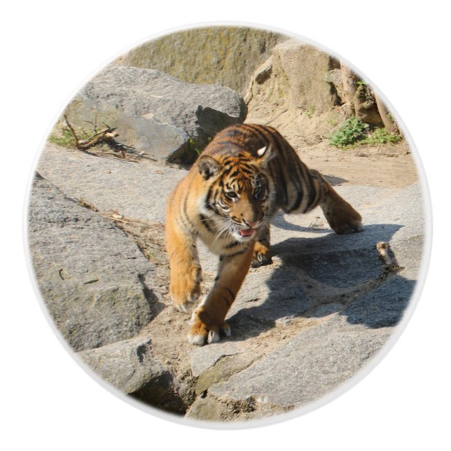 Tiger_20190302_by_JAMFoto Ceramic Knob (Front)