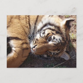 Tiger 2 postcard