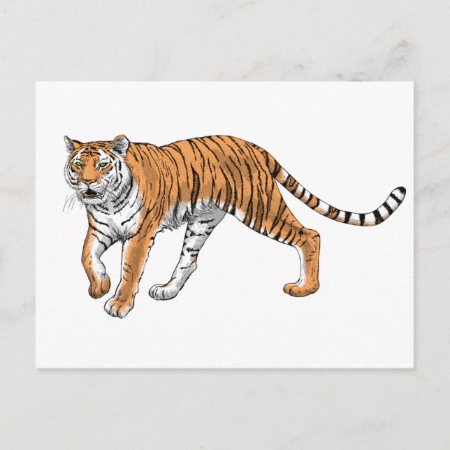 Tiger 2 postcard (Front)