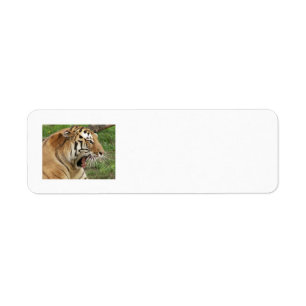 Tiger Address Labels