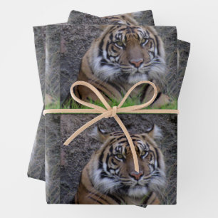 Tiger  - All Occasion Wrapping Paper Sheets