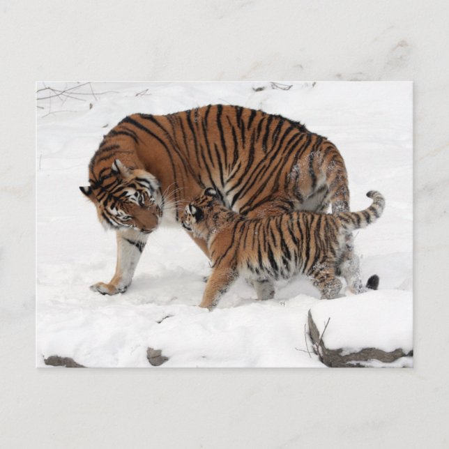 Tiger and Cub in the Snow Postcard (Front)