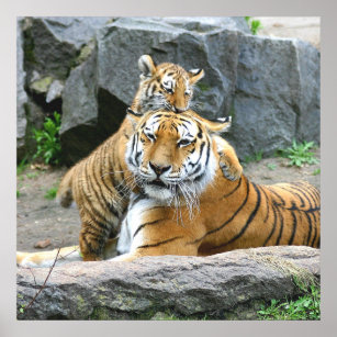 Tiger And Cub Love Poster