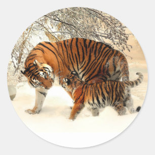 Tiger and Cub, Winter Scene, Classic Round Sticker
