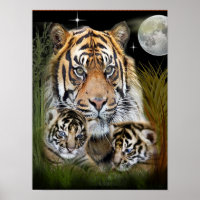 Tiger  and cubs posters