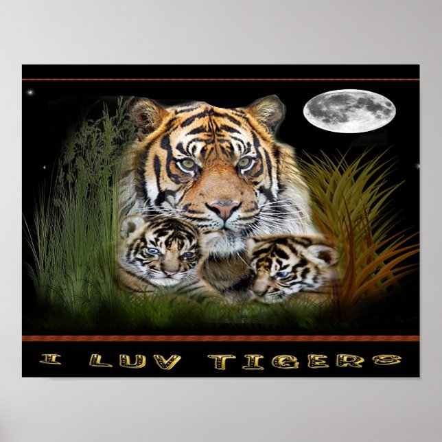 tiger and cubs posters (Front)