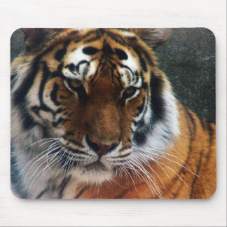 Tiger and Mouse... Mouse Mat