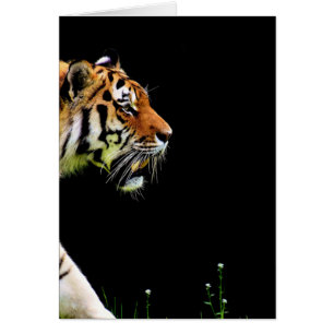 Tiger Approaching - Wild Animal Artwork