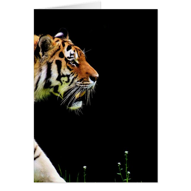 Tiger Approaching - Wild Animal Artwork (Front)