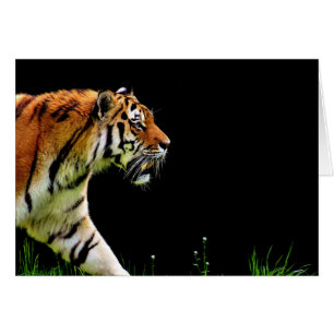 Tiger Approaching - Wild Animal Artwork