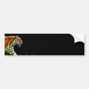 Tiger Approaching - Wild Animal Artwork Bumper Sticker