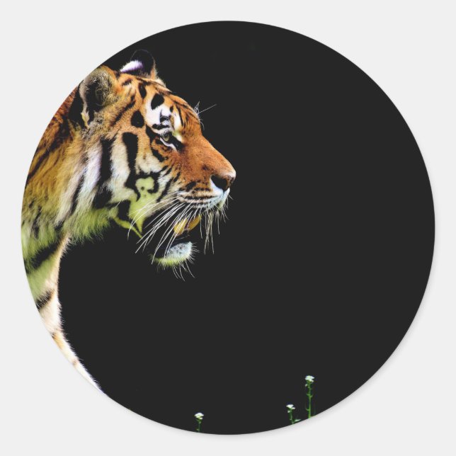 Tiger Approaching - Wild Animal Artwork Classic Round Sticker (Front)