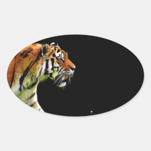 Tiger Approaching - Wild Animal Artwork Oval Sticker