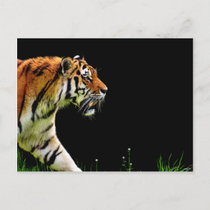 Tiger Approaching - Wild Animal Artwork Postcard