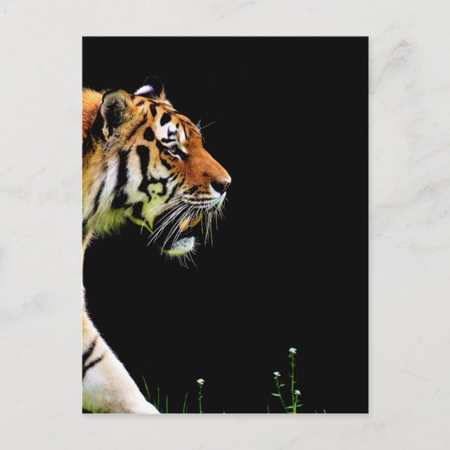 Tiger Approaching - Wild Animal Artwork Postcard (Front)