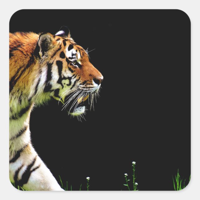 Tiger Approaching - Wild Animal Artwork Square Sticker (Front)