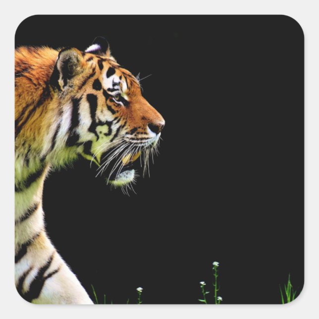 Tiger Approaching - Wild Animal Artwork Square Sticker (Front)