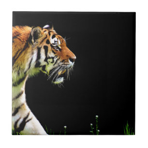 Tiger Approaching - Wild Animal Artwork Tile