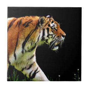 Tiger Approaching Wild Animal Photography Artwork Tile