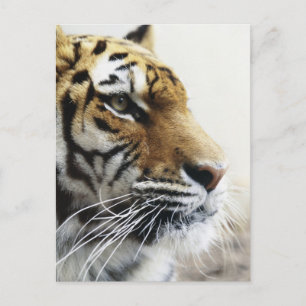 Tiger. Asahiyama Zoo, Hokkaido, Japan Postcard