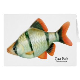 Tiger Barb Tropical Fish Card