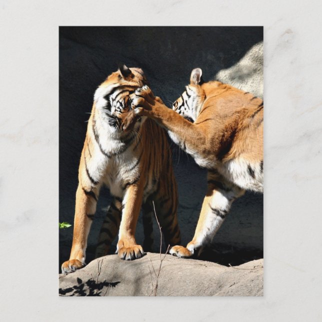 Tiger Bash Postcard (Front)