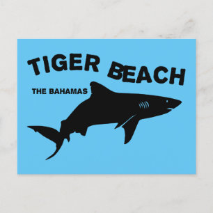 Tiger Beach - The Bahamas Diving With Sharks Postcard