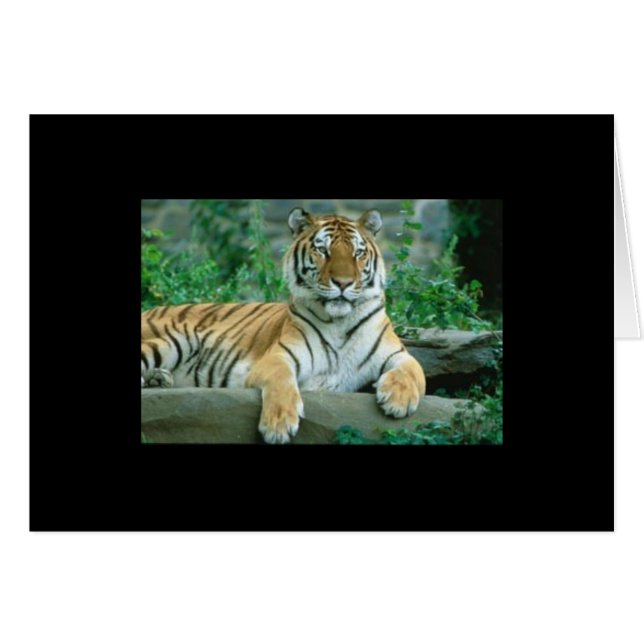 Tiger Beauty (Front Horizontal)