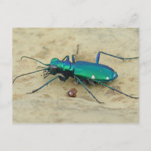 Tiger Beetle Postcard