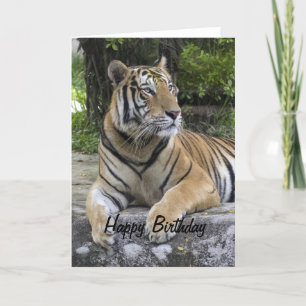 Tiger Blank Birthday  Card