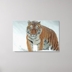 Tiger Canvas Print