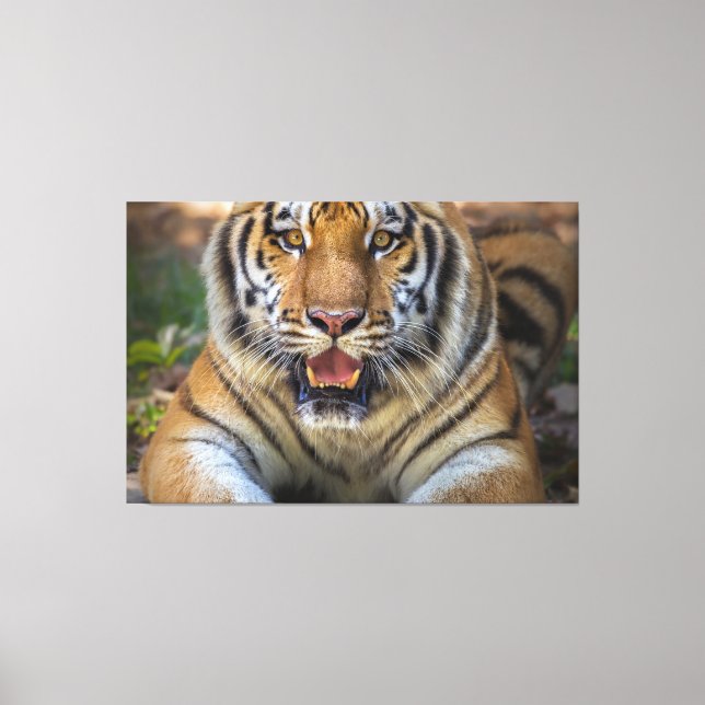 Tiger Canvas Print (Front)