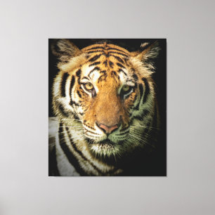 tiger canvas print