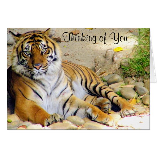 Tiger_ Card
