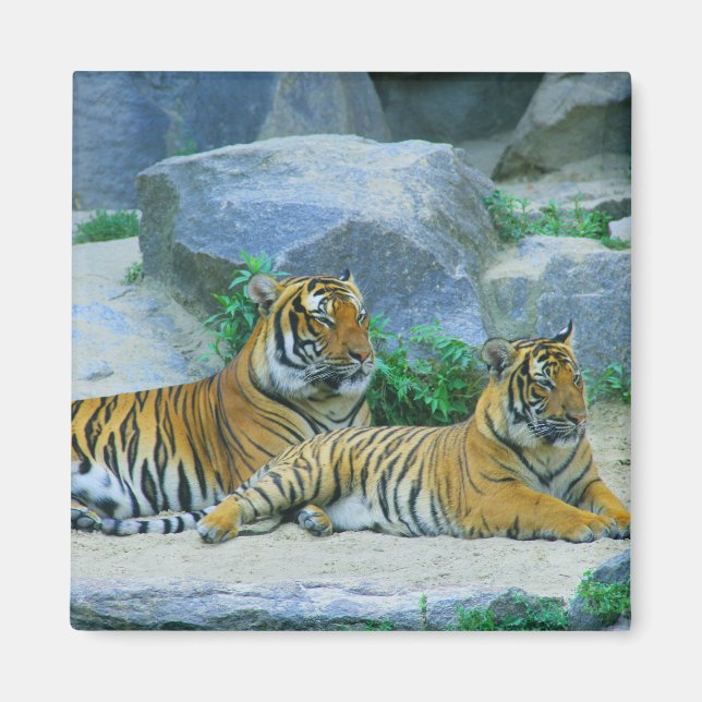 Tiger Cat Animal Stripes Pattern Destiny's Destiny Magnet (Front)