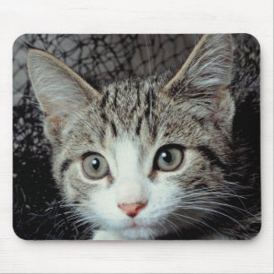Tiger Cat Mouse Mat