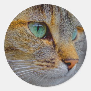 Tiger Cat Portrait Classic Round Sticker