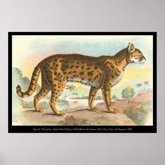 Tiger-Cat Poster (Front)