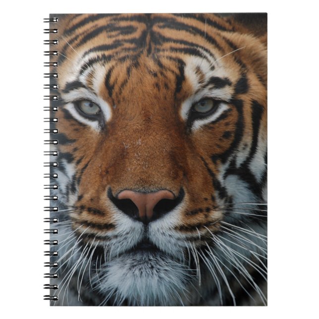 Tiger Cat Stripes Jungle Mist Animal Notebook (Front)