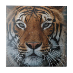Tiger Cat Stripes Jungle Mist Animal Tile