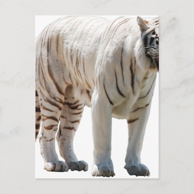Tiger cat stripes personalise diy Anniversaries Postcard (Front)