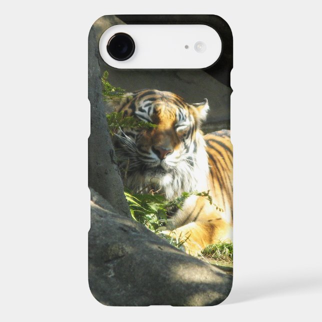 Tiger Catnap (Back)