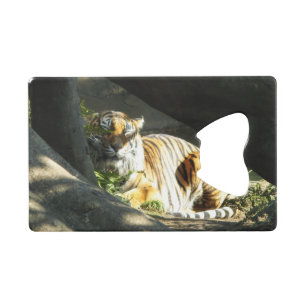 Tiger Catnap
