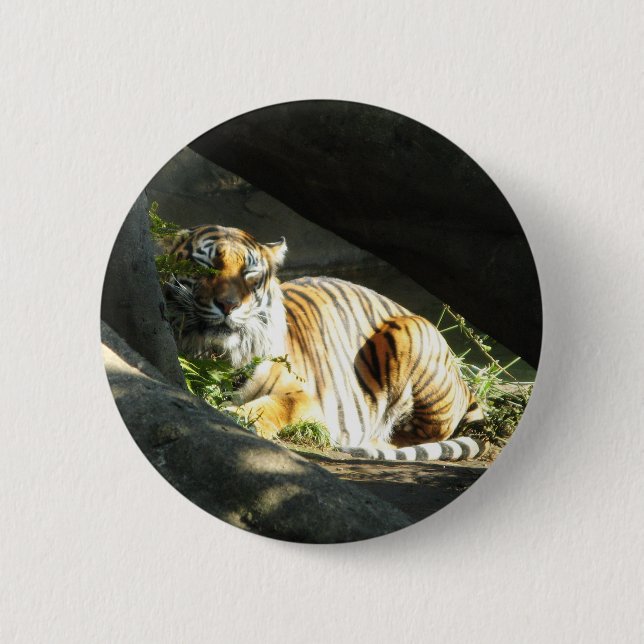 Tiger Catnap 6 Cm Round Badge (Front)