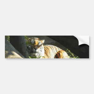 Tiger Catnap Bumper Sticker